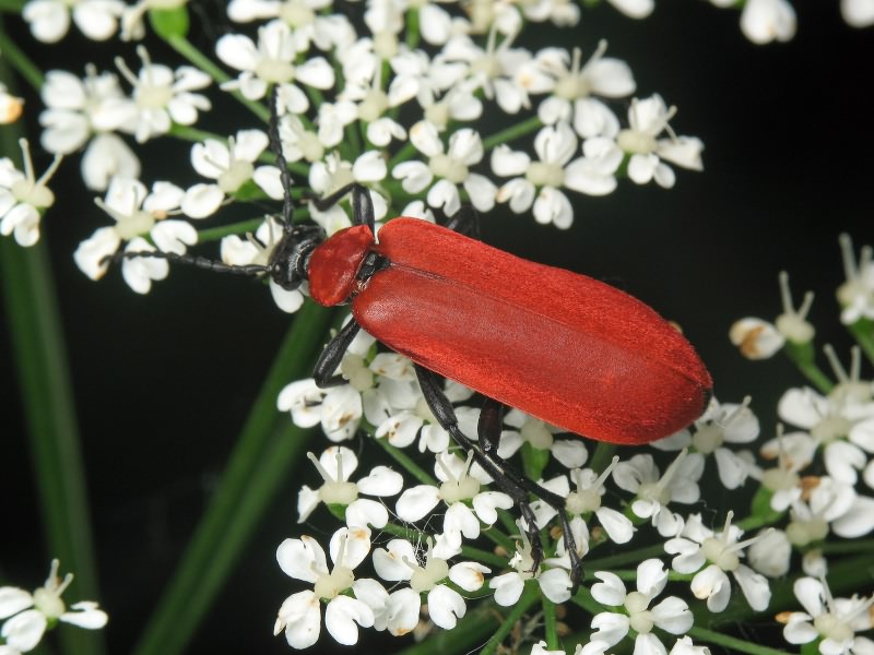 Pyrochroa coccinea (Linnaeus, 1761)